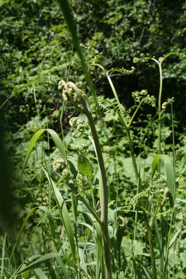 bracken fern (Pteridium aquilinum) 